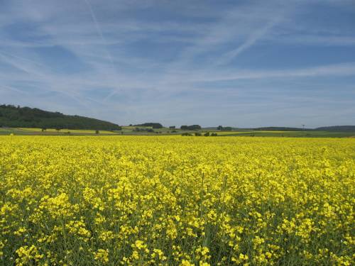 RapeseedField