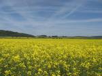 RapeseedField